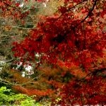 Takatori castle ruins in Nara. Photo by ru.japantravel.com 02