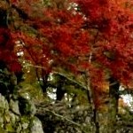 Takatori castle ruins in Nara. Photo by ru.japantravel.com 15