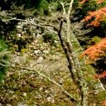 Takatori castle ruins in Nara. Photo by ru.japantravel.com 16