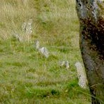 Dartmoor prehistoric sites photo 36 by holidayindartmoor.co.uk 