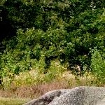 Glaner Braut dolmen. Photo by Bogdan Piwowarczyk 4